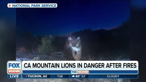 Mountain lion attacks man sitting in Colorado hot tub | Flipboard