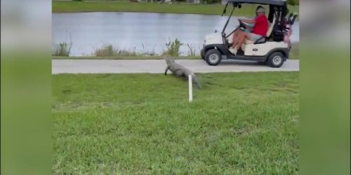 Alligator attacks two people in a golf cart in southern Florida