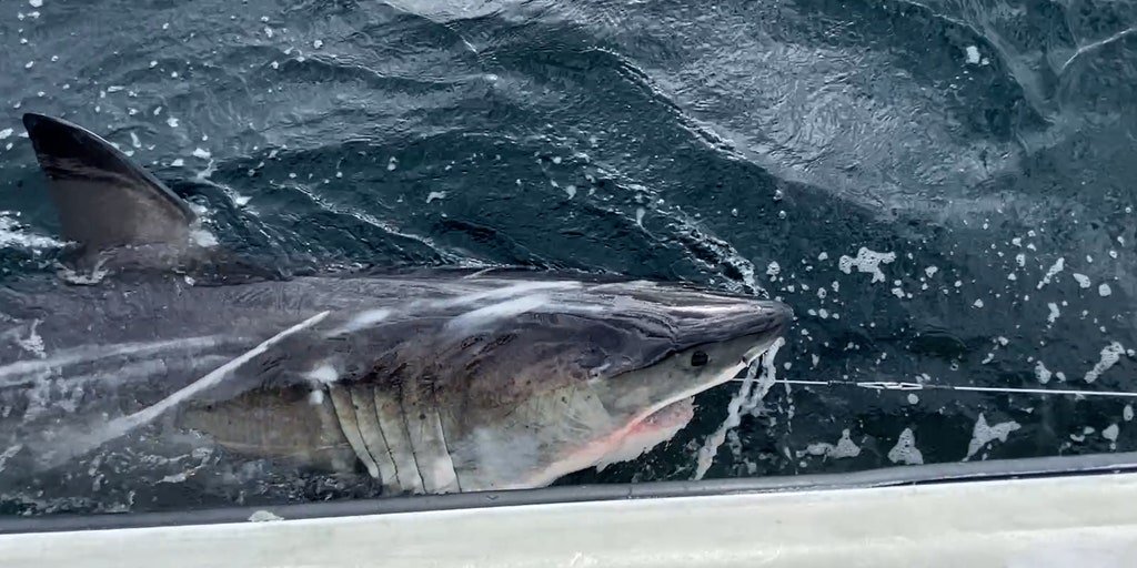 Newly tagged white shark 'Ripple' makes appearance off New Orleans coast