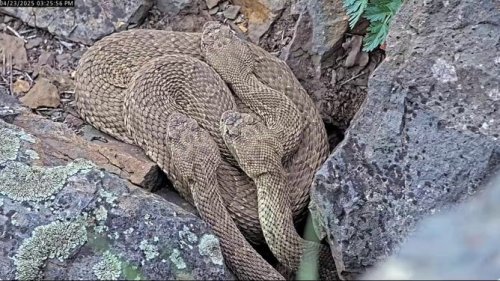 Unusual-looking rattlesnake found in Arizona backyard: 'This is a first'