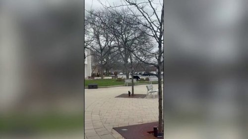 Watch: Bear slides down playset slide as child shrieks in happiness