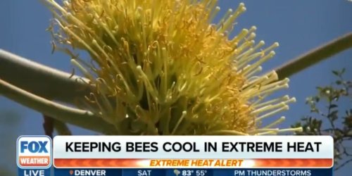 Kentucky family rushes to save father killed by swarm of yellowjackets: 'We did everything we could'