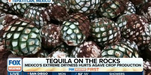 Tequila on the rocks: Mexico's extreme dryness hurting agave crop production | Latest Weather Clips | FOX Weather