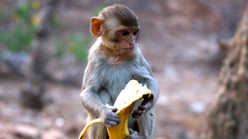 „Affen machen das auch so“: Twitter-Lifehack – hast du Bananen immer falsch gegessen?