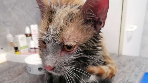 Kater Oli kommt in Motorenöl getränkt ins Tierheim und ringt sich zurück ins Leben