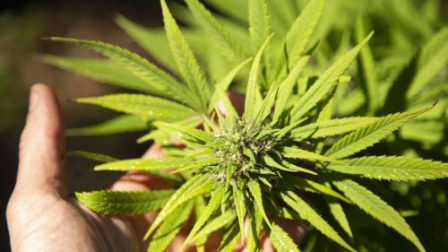 Wie kann man Cannabissamen am besten keimen lassen?