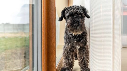 Was die Begrüßung Ihres Hundes wirklich bedeutet