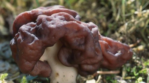 Erste Todesfälle – Pilz-Delikatesse kann schwere Nervenkrankheit verursachen