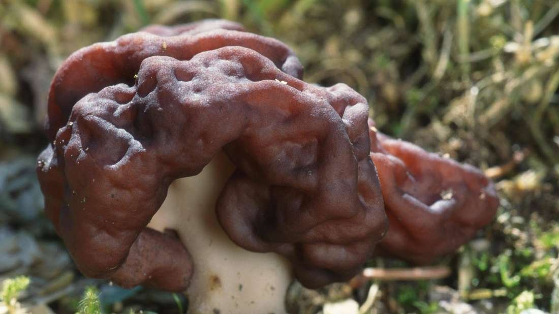 Erste Todesfälle – Pilz-Delikatesse kann schwere Nervenkrankheit verursachen