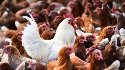 Sorge vor einem Überspringen der Vogelgrippe auf Menschen