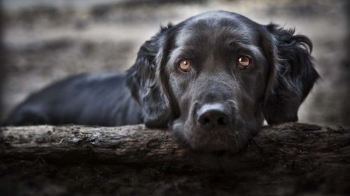 Wenn Hunde trauern: Wie Sie verändertes Verhalten richtig deuten