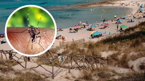 Invasive Mücken erobern Urlaubsregionen: Fachleute fürchten Ausbreitung von Tropenkrankheit