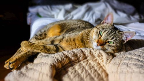 Katze im Bett: Ist das gesund oder unhygienisch?