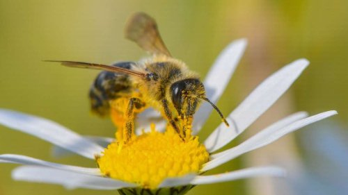 Fünf Tipps für einen bienenfreundlichen Garten