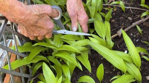 Nie mehr wilden Bärlauch sammeln: So gelingt der Anbau im eigenen Garten
