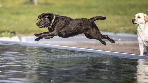 Ein Freibad nur für Hunde in Frankfurt