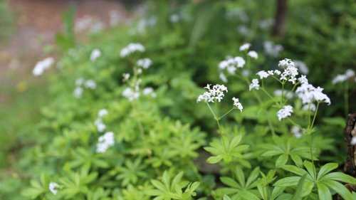 Waldmeister-Aroma: Maibowle schmeckt mit und ohne Alkohol