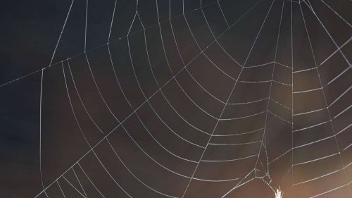 Schlucken wir wirklich nachts Spinnen? Ein Mythos auf dem Prüfstand