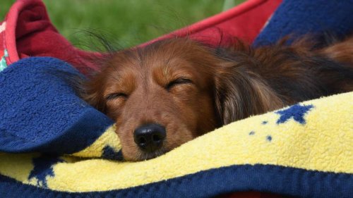 Wenn Hunde sterben: Wie Sie die drei Sterbephasen richtig deuten