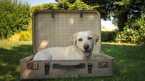 Urlaub mit Hund: Expertin verrät wichtige Tipps für stressfreies Reisen
