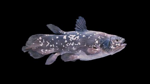 „Es fehlen die Worte“ – Ausgestorbener „Dinosaurierfisch“: Forscher entdecken äußerst seltenes Exemplar