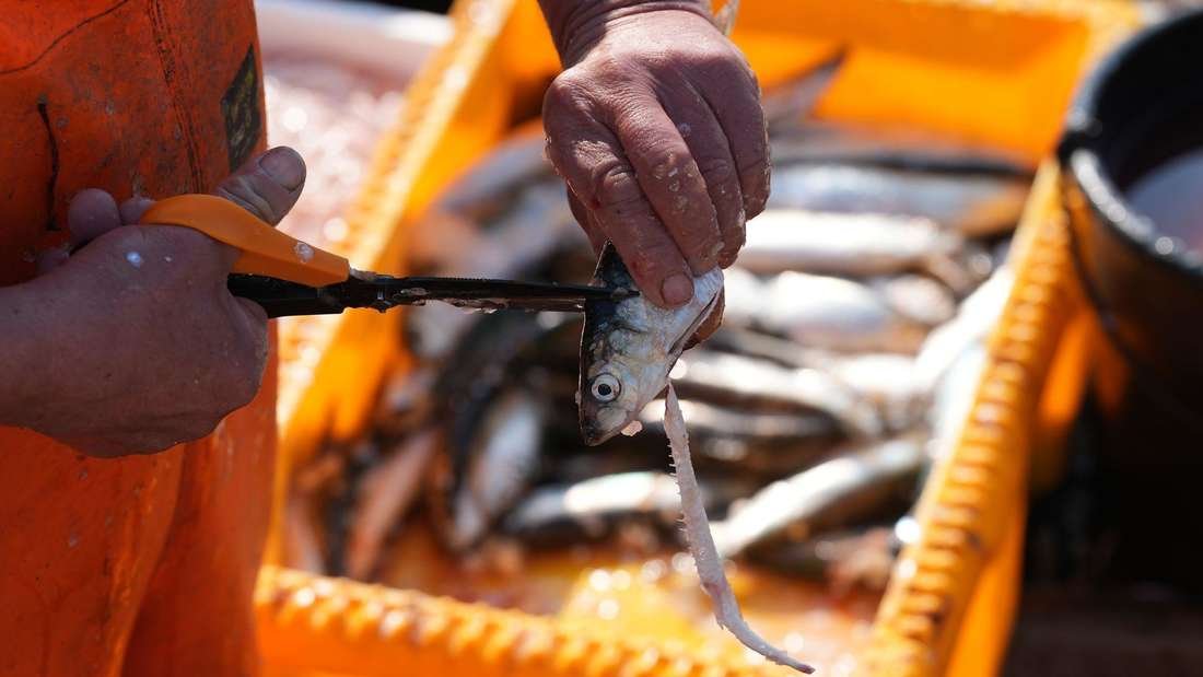 Schleppnetz-Fischerei verursacht womöglich Milliardenschäden