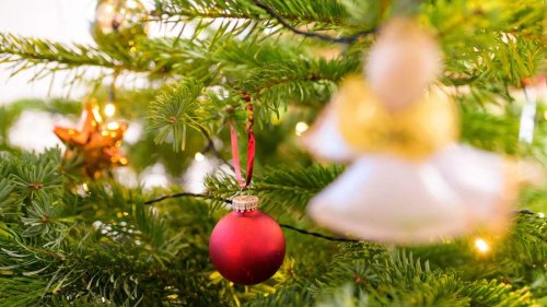 Weihnachtsbäume oft mit Pestiziden belastet – darauf sollten Sie beim Kauf achten