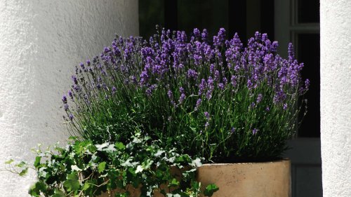 Top 5 der winterharten Topfpflanzen für Balkon und Terrasse