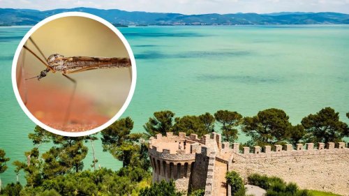 Mückenplage in Italien: Urlaubsregion greift zu kreativer Maßnahme