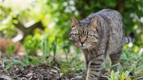 Freigang für die Katze: Ja oder Nein?