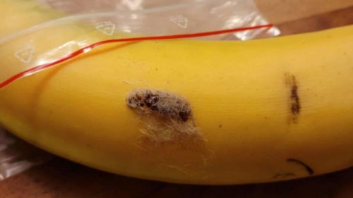 „Was ist das auf meiner Banane?“: Edeka-Kunde macht rätselhaften Fund und soll sofort die Polizei rufen