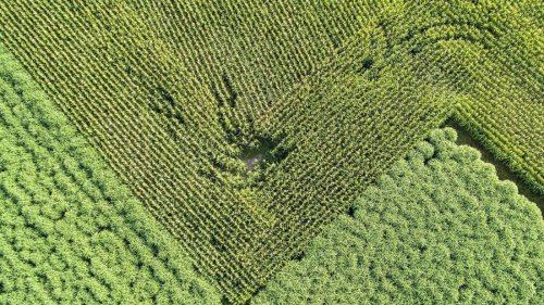 Weltbank und Landpolitik: Ein fragwürdiger Zusammenhang