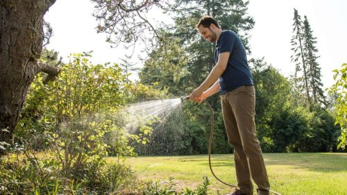 3 Tipps zur Baumpflege