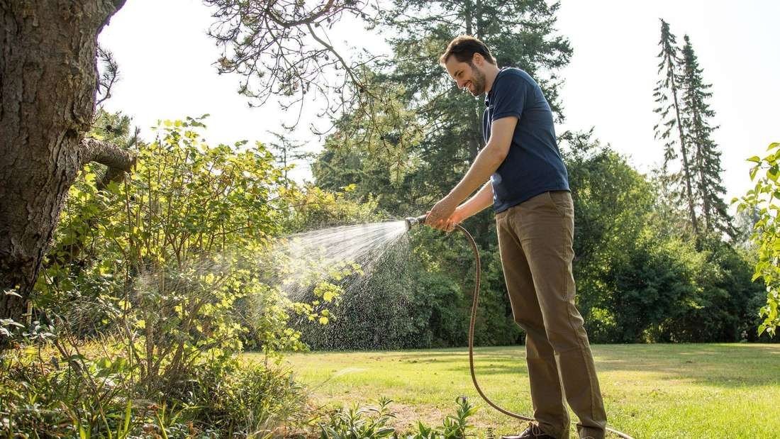 3 Tipps zur Baumpflege
