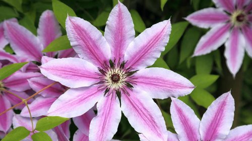Clematis mögen keine Büsche oder Stauden als Beetnachbarn