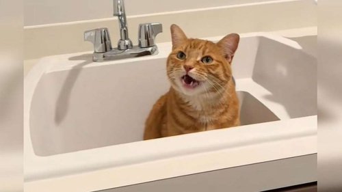 Kater will nur Wasser aus dem Hahn trinken – 5 Gründe für den starken Eigensinn von Katzen