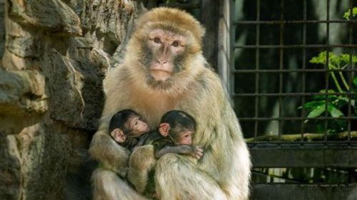 Sensation im Opel-Zoo: „Höchst seltene“ Geburt von Affen-Zwillingen
