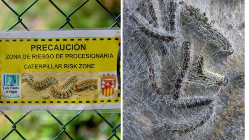 Gefährliche Insektenart breitet sich auf Mallorca aus – Nervengift kann sich über Luft verteilen