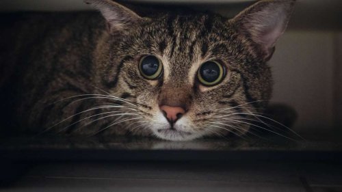 7 Anzeichen, dass sich Ihre Katze nicht wohl fühlt