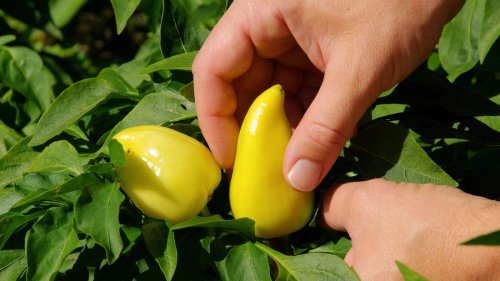 Nötig oder überflüssig – muss man Paprika- und Chili-Pflanzen ausgeizen?