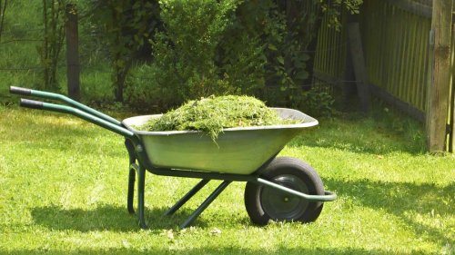 Rasenschnitt liegen lassen oder als Mulch nutzen? 5 Tipps, wie Sie ihn sinnvoll verwenden