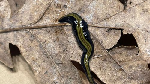 Fleischfressender Strudelwurm: Immer mehr Fälle von neu in Deutschland entdeckter Art gemeldet
