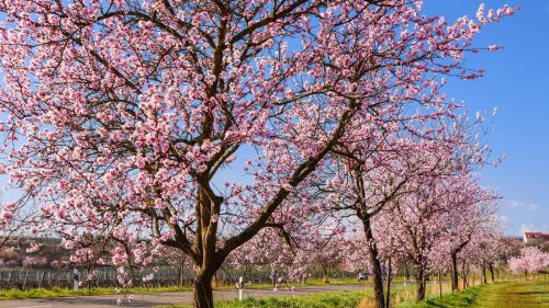 Frühlingsgefühle erwecken: Auf zu den blühenden Mandeln in Gimmeldingen