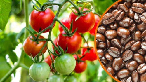 Tomaten selbst ziehen: Ein Hausmittel wirkt wie Turbo-Dünger