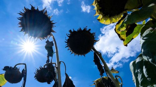 Wetter in Deutschland: Erste Hitzewelle des Jahres – „Extremwetter ist mal wieder angekommen“