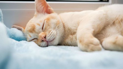 Was die Schlafposition Ihrer Katze über ihr Wohlbefinden verrät