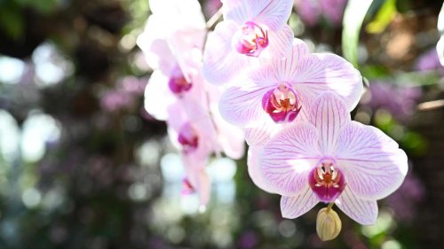 Orchideen wieder zum Blühen bringen - Diese drei Tipps helfen