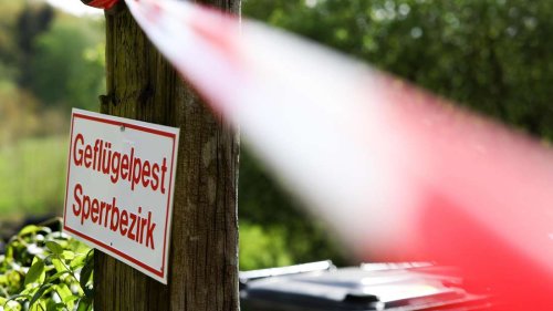 Außergewöhnlicher Fall: Fachleute wegen Vogelgrippe-Ausbruch alarmiert – „Besonders aggressiver Stamm“