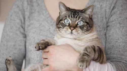 Die 5 häufigsten Dinge, die Katzen nicht leiden können