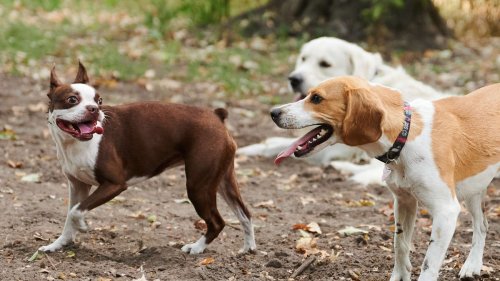 Tipps für Hundebesitzer: Drei Erziehungsregeln beachten viele Halter nicht